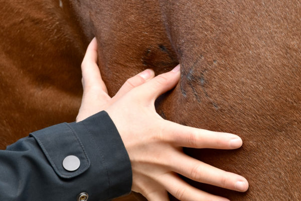 Equi-Rehab GmbH – Impressionen